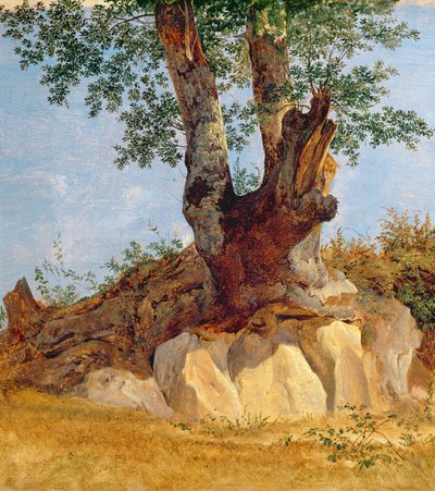 A Tree in Campagna by Heinrich Reinhold